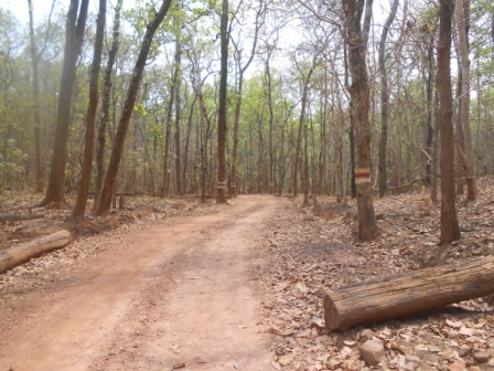 वन विभाग में हो रही है केन्द्र के 1980 वन अधिनियम की उपेक्षा